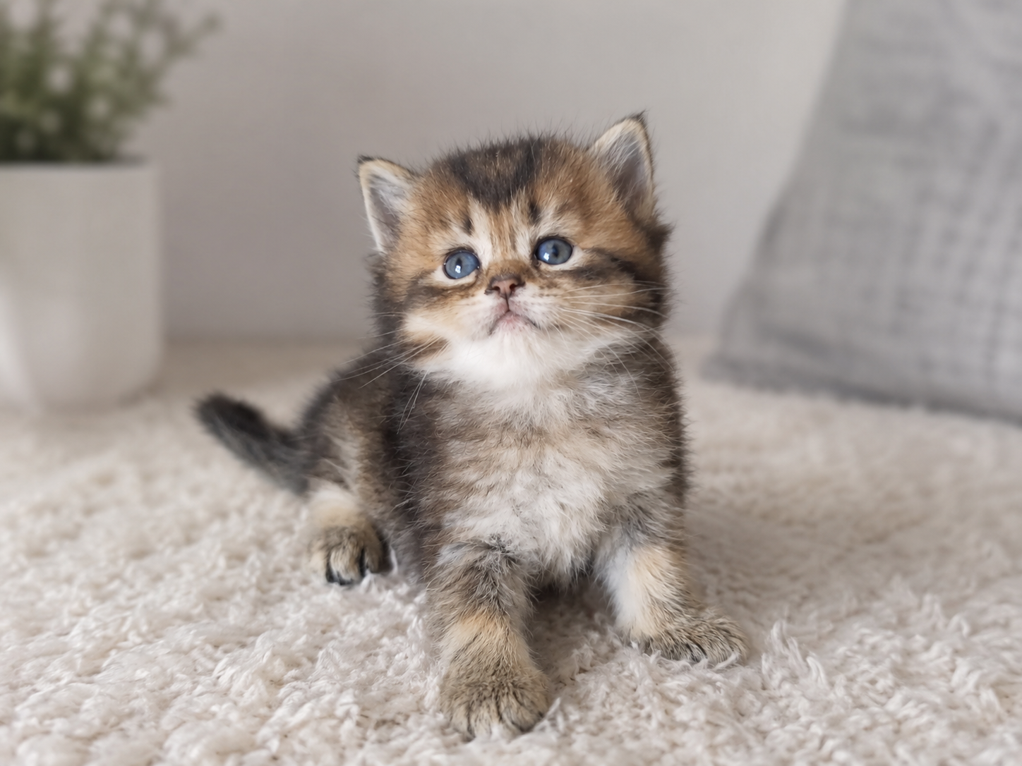 Шотланська дівчинка кошеня котик Scottish Straight золота шиншила Україна, шотландська прямовуха | Фото №1