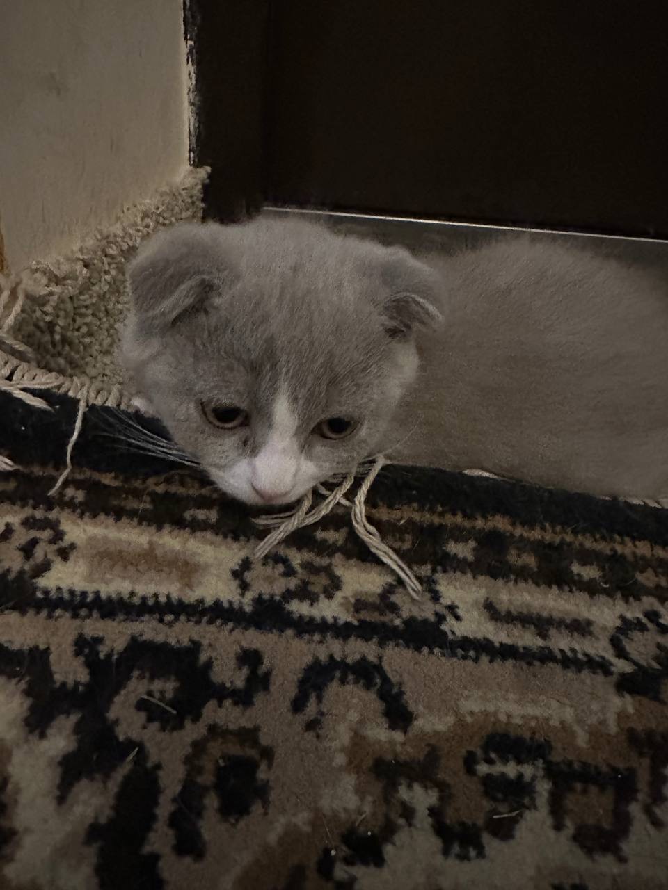 Шотландська прямовуха | Фото №1