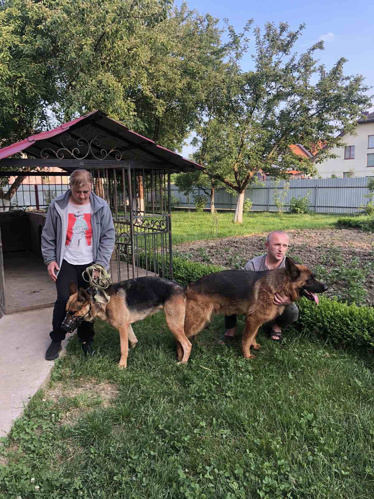 Цуценята німецької вівчарки, німецька вівчарка | Фото №1